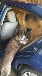 dog lifted into the car