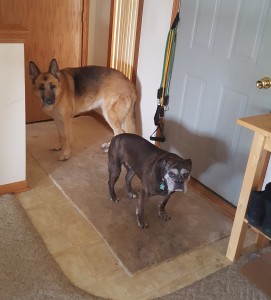 dogs at the door